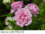 Цветок чайно-гибридной розы Муди Блю (Rosa Moody Blue), Fryer's Roses (Фраер), Великобритания 2008. Стоковое фото, фотограф lana1501 / Фотобанк Лори
