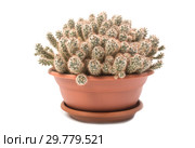 Маммиллярия побегоносная Mammillaria prolifera. Стоковое фото, фотограф Юлия Бабкина / Фотобанк Лори