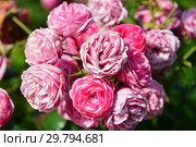 Роза флорибунда Помпонелла (KORpompan, Pomponella Fairy Tale), (лат. Rosa Pomponella). W.Kordes & Sohne, Germany 2005. Стоковое фото, фотограф lana1501 / Фотобанк Лори