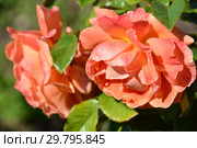 Роза флорибунда Таттон (Тэттон, FRYentice, Casanova, Francois Mauriac, Tatton Park), (лат. Tatton). Fryers Roses, Великобритания, 2000. Стоковое фото, фотограф lana1501 / Фотобанк Лори