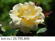 Роза флорибунда Сюзан Дэниэл (Сьюзан Дэниел, Сьюзан Даниэль, HARlady, The English Lady) (лат. Susan Daniel). Harkness Roses, Великобритания 2004. Стоковое фото, фотограф lana1501 / Фотобанк Лори