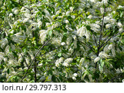 Цветение черемухи обыкновенной (Prunus padus L.) Стоковое фото, фотограф Ирина Борсученко / Фотобанк Лори