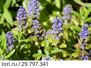 Цветущая живучка ползучая (Ajuga reptans L.), освещенная солнцем. Стоковое фото, фотограф Ирина Борсученко / Фотобанк Лори