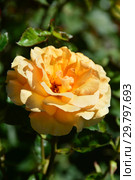 Роза чайно-гибридная Гарден Глори (HARzumber, Welsh Golds, Welwyn Garden Glory), (лат. Garden Glory). Harkness Roses, Великобритания 1996. Стоковое фото, фотограф lana1501 / Фотобанк Лори