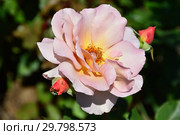 Роза чайно-гибридная Джулиас Роуз (Джулиас Роз, Джулияс Роуз, Julia, Pashley Manor Rose, Chocolate Rose), (лат. Julia's Rose). Tysterman (Тистерман), Великобритания 1976. Стоковое фото, фотограф lana1501 / Фотобанк Лори