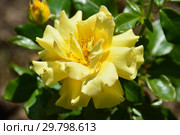 Роза флорибунда Харпер Адамс (лат. Harper Adams). Fryer's Roses (Фрайер), Великобритания  2011. Стоковое фото, фотограф lana1501 / Фотобанк Лори
