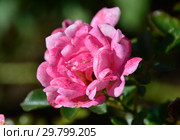 Роза миниатюрная Флирт 2011 (лат. Flirt 2011, KO 99/223-06, KORchakon, The Hilda Ogden Rose). W.Kordes Sohne (Кордес), Германия 2011. Стоковое фото, фотограф lana1501 / Фотобанк Лори