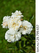 Роза гибридная мускусная (Hybrid Musk) Просперити (лат. Rosa Prosperity). Joseph Hardwick Pemberton, Великобритания 1919. Стоковое фото, фотограф lana1501 / Фотобанк Лори
