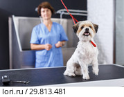 Bichon havanese on grooming table. Стоковое фото, фотограф Яков Филимонов / Фотобанк Лори