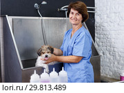 Woman washing havanese at grooming salon. Стоковое фото, фотограф Яков Филимонов / Фотобанк Лори