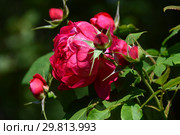 Роза кустарниковая Бенджамин Бриттен (Ausencart), (лат. Benjamin Britten). David Austin Roses, Великобритания 2002. Стоковое фото, фотограф lana1501 / Фотобанк Лори