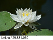 Многолетнее водное растение Кувшинка белая (Водная лилия), (лат. Nymphaea alba) Стоковое фото, фотограф lana1501 / Фотобанк Лори