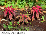 Однолетнее травянистое растение Амарант, или Щирица (лат. Amaranthus) Стоковое фото, фотограф lana1501 / Фотобанк Лори