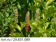 Лаконос американский, или Фитолакка американская (лат. Phytolacca americana L.) Стоковое фото, фотограф lana1501 / Фотобанк Лори