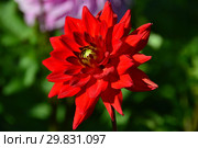 Георгина декоративная Ред Сан (лат. Red Sun) Стоковое фото, фотограф lana1501 / Фотобанк Лори