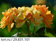 Роза флорибунда Амбер Куин (Амбер Квин, Эмбер Куин, Янтарная королева, HARroony, Prinz Eugen von Savoyen) (лат. Rosa Amber Queen). Harkness Roses, Великобритания 1983. Стоковое фото, фотограф lana1501 / Фотобанк Лори