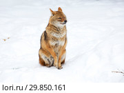 Обыкновенный  шакал (Golden Jackal)/ Стоковое фото, фотограф Галина Савина / Фотобанк Лори