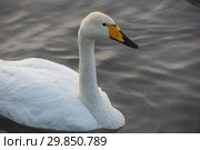 Beautiful white whooping swan. Стоковое фото, фотограф Jan Jack Russo Media / Фотобанк Лори