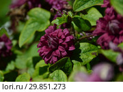 Декоративное растение Клематис Пурпуреа Плена Элеганс (лат. Purpurea Plena Elegans) Стоковое фото, фотограф lana1501 / Фотобанк Лори