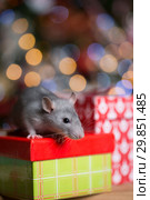 Gray rat with gifts on the background of the Christmas tree. Стоковое фото, фотограф Типляшина Евгения / Фотобанк Лори