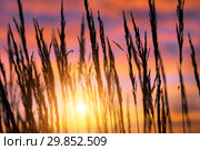 Tall grass against dramatic sky. Стоковое фото, фотограф Икан Леонид / Фотобанк Лори
