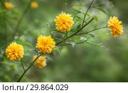 Japanese rose - Kerria japonica. Стоковое фото, фотограф Игорь Струков / Фотобанк Лори