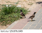 Two common mynas are walking in the park. Стоковое фото, фотограф Наталья Волкова / Фотобанк Лори