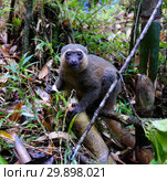 Portrait of the eating Golden bamboo lemur aka Hapalemur aureus in Ranomafana National Park, Fianarantsoa, madagascar. Стоковое фото, фотограф Сергей Майоров / Фотобанк Лори