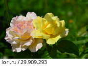 Роза чайно-гибридная Глория Дэй (Глория Дей, Глория Дей Пис, Мадам А. Мейян, Мадам Мэйян, Mme Antoine Meilland, Beke, Fredsrosen, M-me A. Meilland), (лат. Peace, Gloria Dei). Meilland Roses, France 1945. Стоковое фото, фотограф lana1501 / Фотобанк Лори