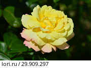 Роза чайно-гибридная Глория Дэй (Глория Дей, Глория Дей Пис, Мадам А. Мейян, Мадам Мэйян, Mme Antoine Meilland, Beke, Fredsrosen, M-me A. Meilland), (лат. Peace, Gloria Dei). Meilland Roses, France 1945. Стоковое фото, фотограф lana1501 / Фотобанк Лори