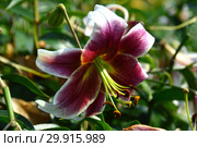 Лилия От-гибрид (ориенпеты) Саламис (лат. Lilium Salamis) Стоковое фото, фотограф lana1501 / Фотобанк Лори