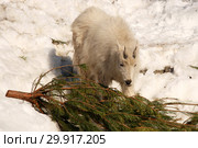 Снежная коза поедает хвою ели (Rocky mountain goat, лат. Оreamnos americanus). Утилизация новогодних елей. Москва, зоопарк. Стоковое фото, фотограф Щеголева Ольга / Фотобанк Лори