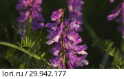 Цветущий мышиный горошек. Flowering tufted vetch. Close-up. Стоковое видео, видеограф Евгений Романов / Фотобанк Лори