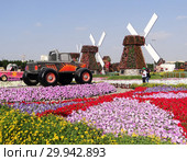 Парк цветов в Дубае (Dubai Miracle Garden). Объединённые Арабские Эмираты (2014 год). Редакционное фото, фотограф Сергей Афанасьев / Фотобанк Лори