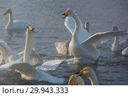 Fighting white whooping swans. Стоковое фото, фотограф Jan Jack Russo Media / Фотобанк Лори