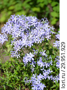 Флокс растопыренный (Phlox divaricata L.). Цветение. Стоковое фото, фотограф Ирина Борсученко / Фотобанк Лори