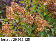 Гортензия метельчатая Ваниль Фрэз / Рени. Hydrangea paniculata Vanille Fraise / Rehny. Штамб. Стоковое фото, фотограф Ольга Сейфутдинова / Фотобанк Лори