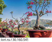 Бонсай Адениум арабский (Adenium arabicum) с красными цветами (2015 год). Стоковое фото, фотограф Светлана Васильева / Фотобанк Лори