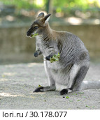 Funny Red-necked wallaby or Bennett's wallaby (Macropus rufogriseus) Стоковое фото, фотограф Валерия Попова / Фотобанк Лори