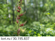 Цветок дикорастущего ядовитого растения чемерица чёрная (Veratrum nigrum L.) на фоне зелёной листвы. Стоковое фото, фотограф Светлана Попова / Фотобанк Лори
