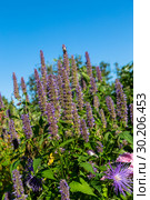 Лофант, или агастахис морщинистый (Agastache rugosa) Стоковое фото, фотограф Ольга Сейфутдинова / Фотобанк Лори