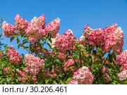 Гортензия метельчатая Ваниль Фрэз / Рени. Hydrangea paniculata Vanille Fraise / Rehny. Штамб. Стоковое фото, фотограф Ольга Сейфутдинова / Фотобанк Лори