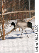 Черношейный журавль (Grus nigricollis). Вид включен в Красную книгу МСОП. (2016 год). Стоковое фото, фотограф Щеголева Ольга / Фотобанк Лори