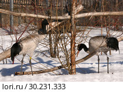 Пара журавлей. Черношейный журавль (Grus nigricollis). Вид включен в Красную книгу МСОП (2016 год). Стоковое фото, фотограф Щеголева Ольга / Фотобанк Лори