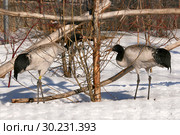 Семья журавлей кормится в кустарнике. Черношейный журавль (Grus nigricollis). Вид включен в Красную книгу МСОП (2016 год). Стоковое фото, фотограф Щеголева Ольга / Фотобанк Лори
