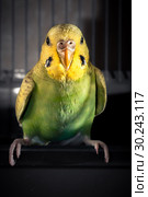 Budgerigar female green parrot budgie bird perched on a branch. Стоковое фото, фотограф Валерий Моисеев / Фотобанк Лори