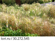 Ячмень гривастый (Hordeum jubatum). Парк "Тюфелева роща". Россия, город Москва (2018 год). Стоковое фото, фотограф Щеголева Ольга / Фотобанк Лори