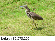 Индийская желтая цапля на зеленой траве. Indian Pond Heron — Ardeola grayii (2019 год). Стоковое фото, фотограф Овчинникова Ирина / Фотобанк Лори