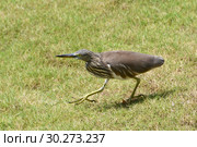 Индийская желтая цапля на берегу. Indian Pond Heron — Ardeola grayii (2019 год). Стоковое фото, фотограф Овчинникова Ирина / Фотобанк Лори