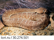Змея Красный гремучник Red diamond rattlesnake. Стоковое фото, фотограф Галина Савина / Фотобанк Лори